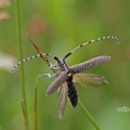 Longhorn beetle (Agapanthia villosoviridescens)  Alan Prowse